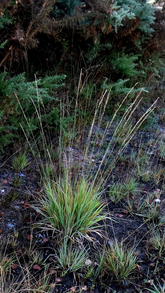 Molinia Caerulea