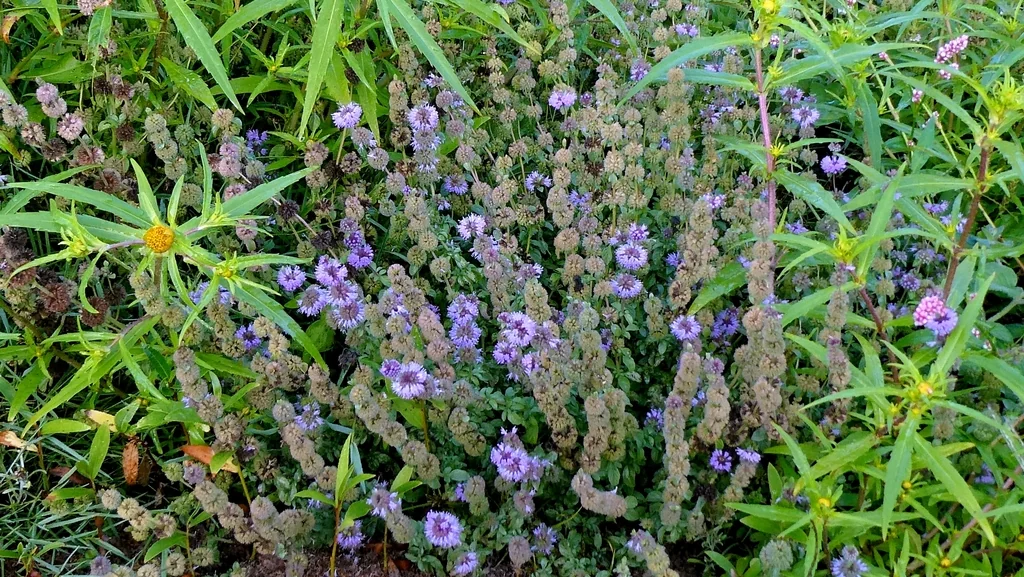Mentha Pulegium