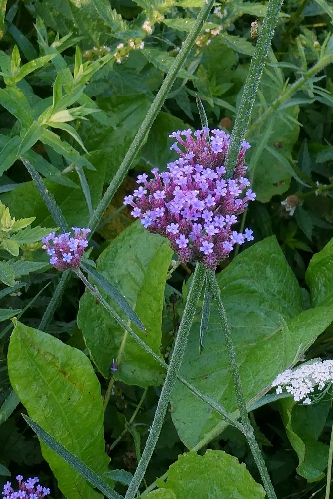 Verbena Bonariensis