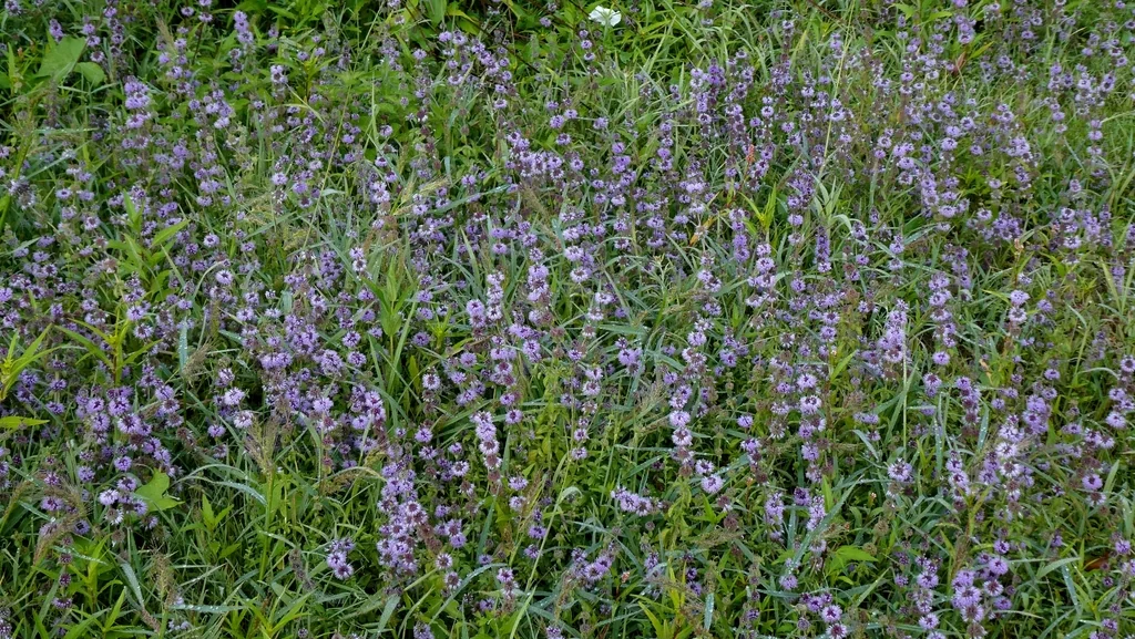 Mentha Pulegium