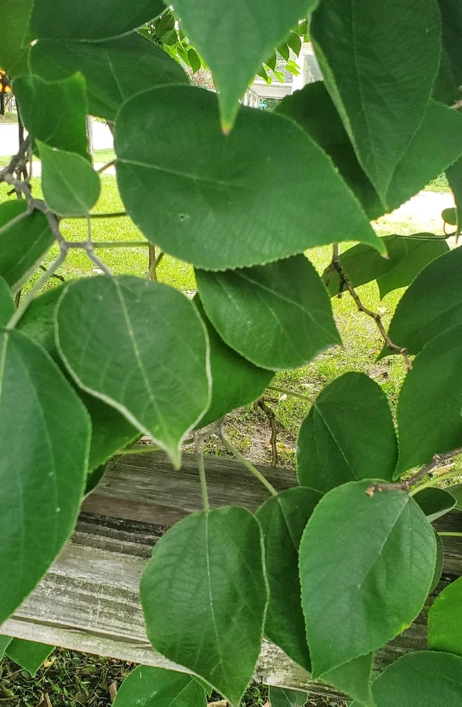 Broussonetia Papyrifera