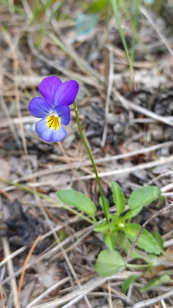 Viola Tricolor