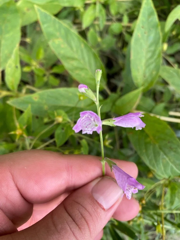 Physostegia Virginiana