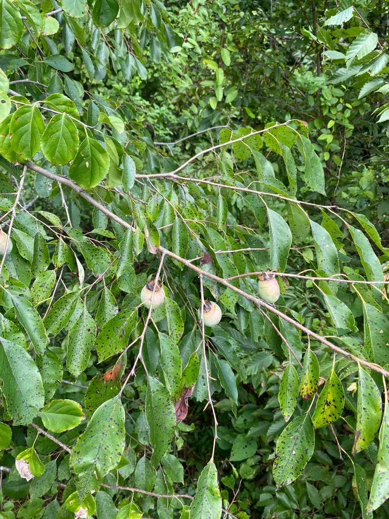 Diospyros Virginiana
