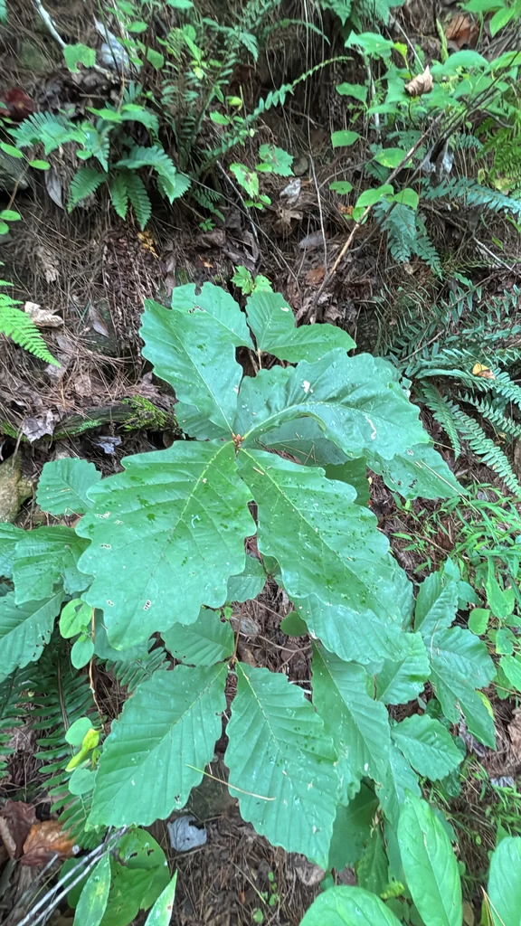 Quercus Montana