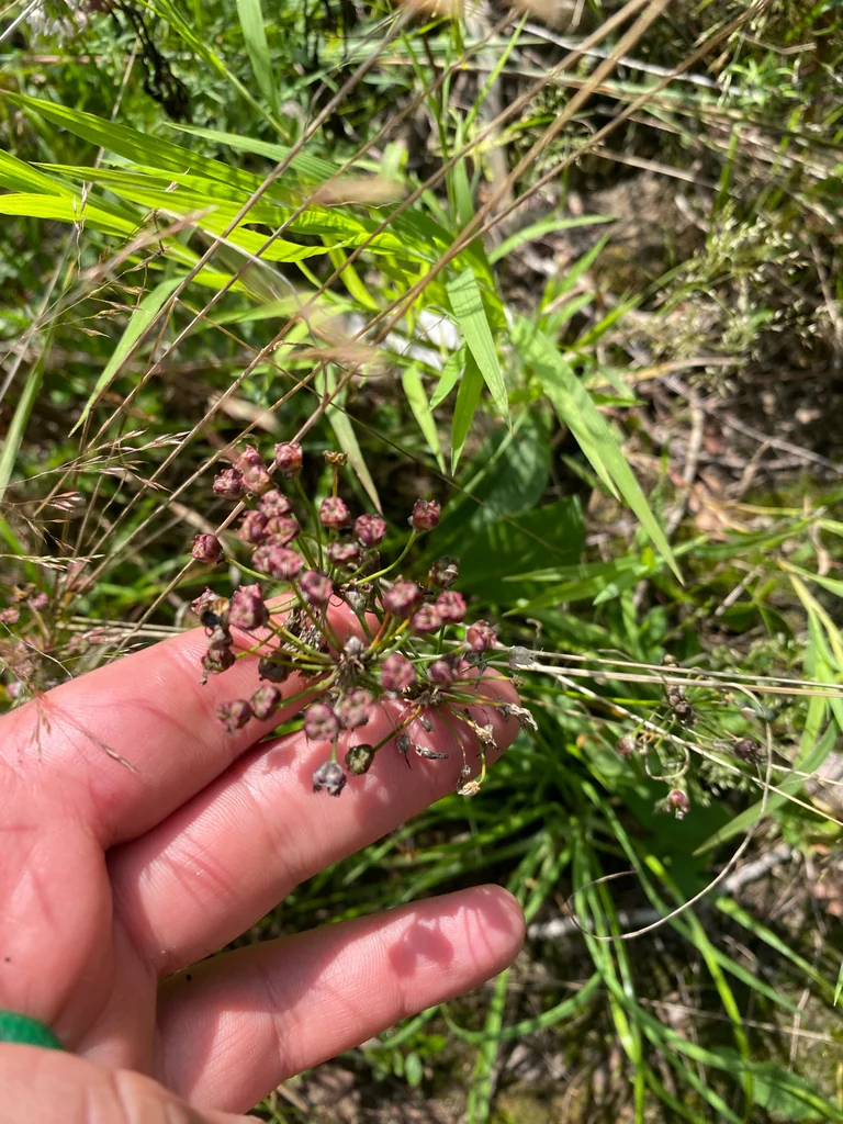 Allium Cernuum