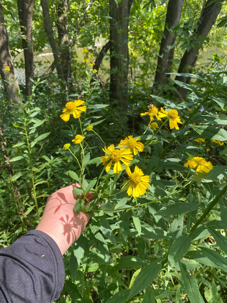 Helenium Autumnale