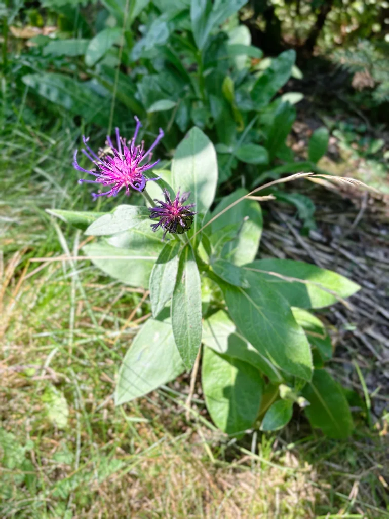 Centaurea Montana
