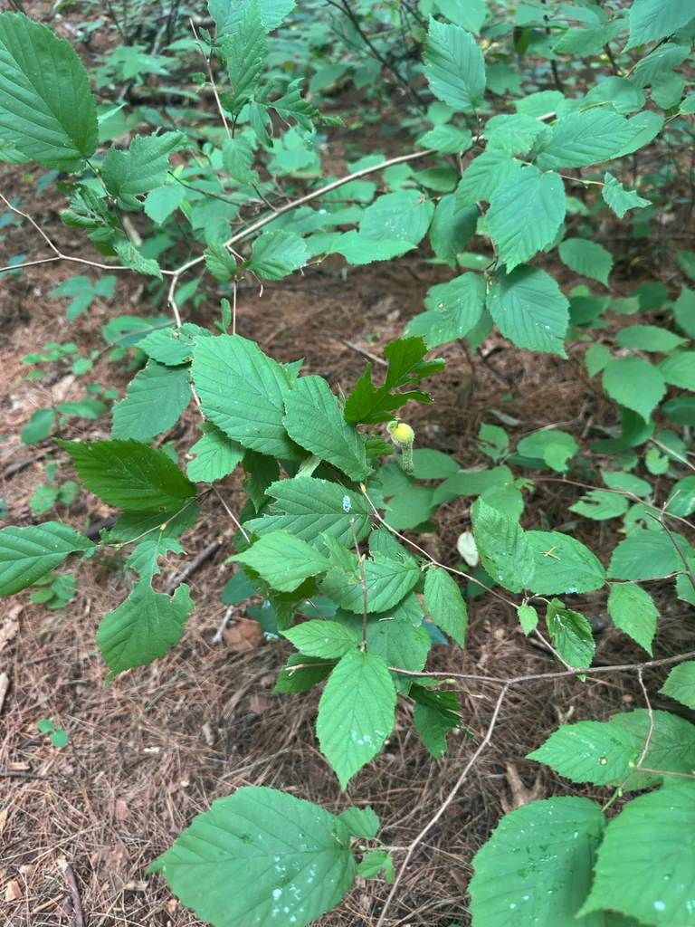 Corylus Cornuta