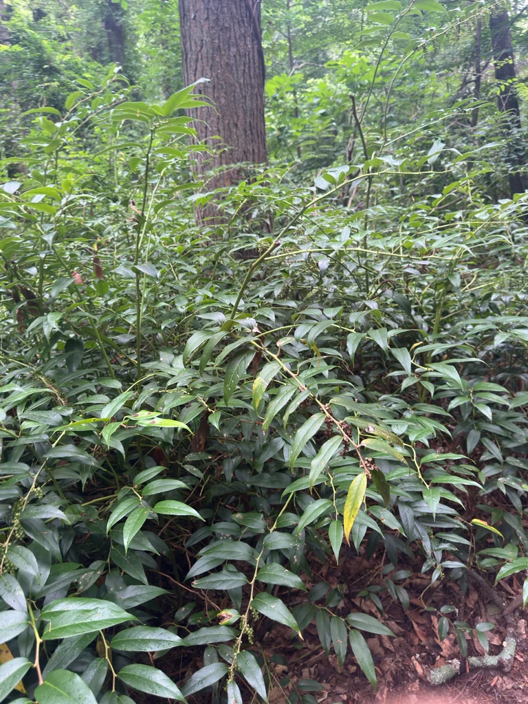 Leucothoe Fontanesiana