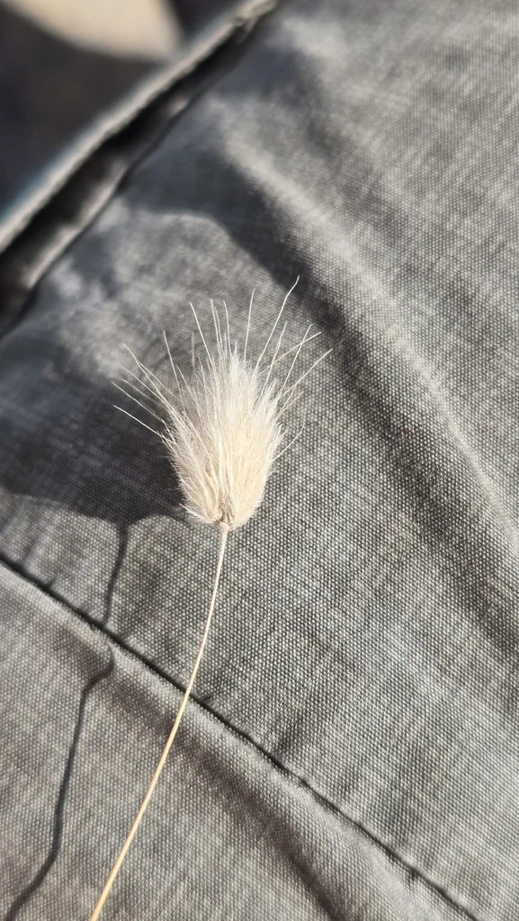 Lagurus Ovatus