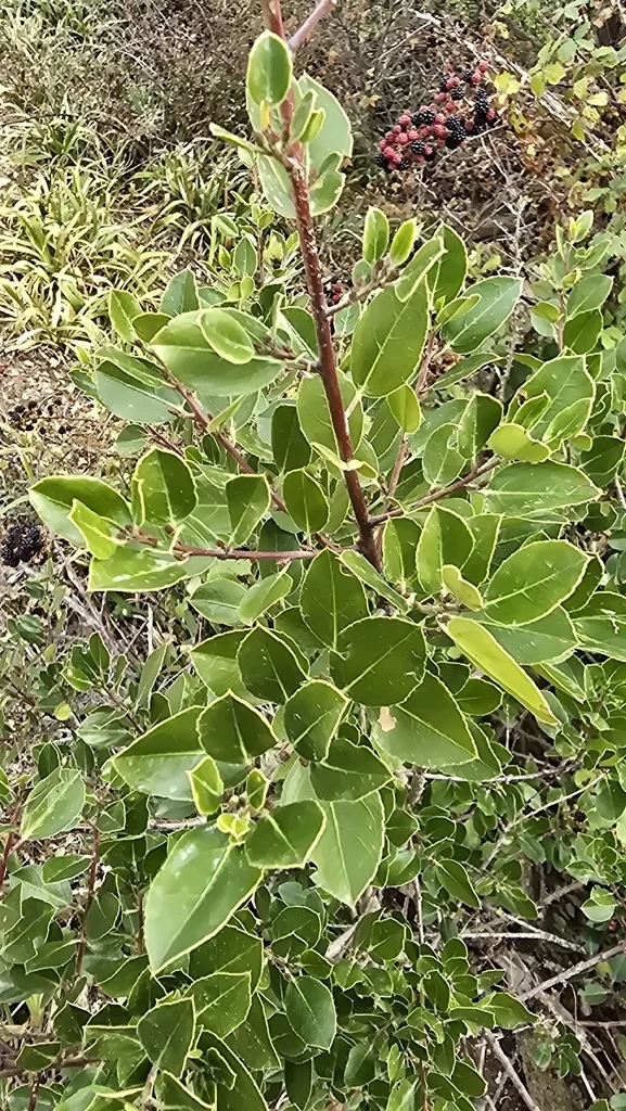Rhamnus Alaternus