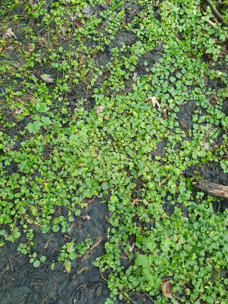 Lysimachia Nummularia