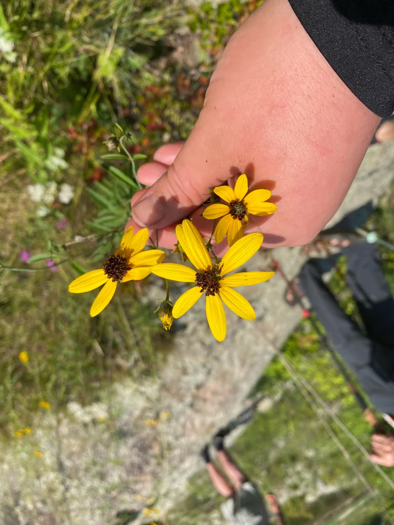 Coreopsis Tripteris