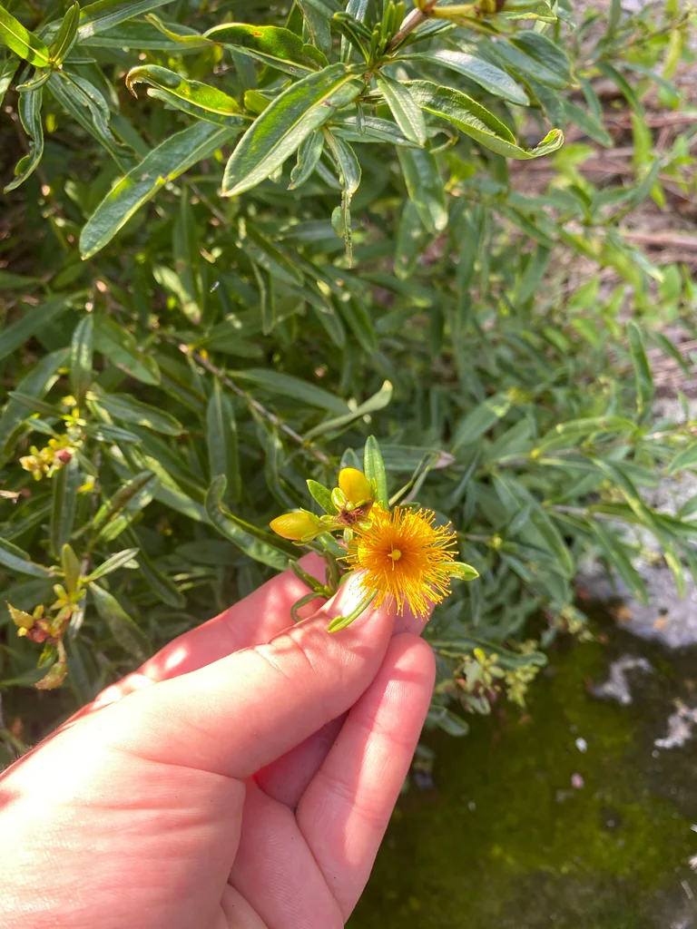 Hypericum Prolificum