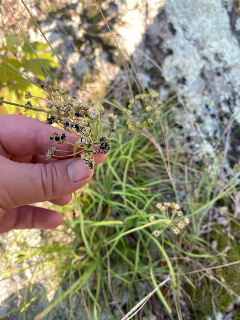 Allium Cernuum