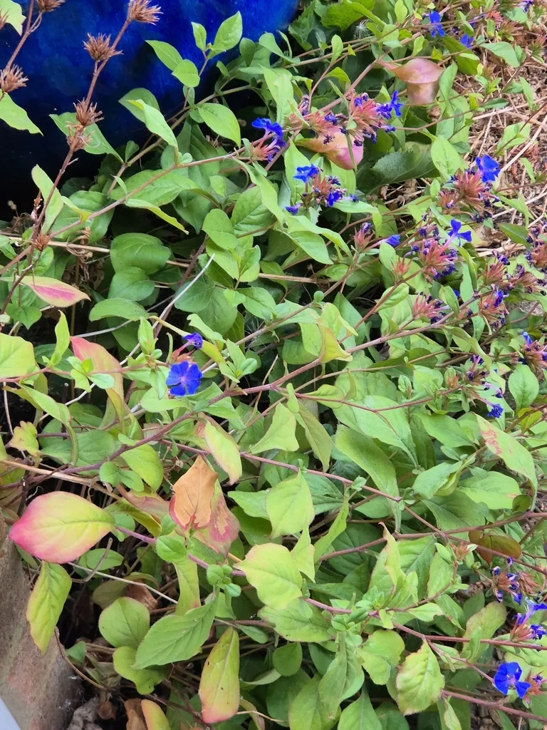Ceratostigma Plumbaginoides