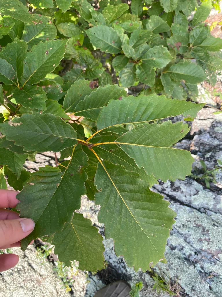 Quercus Montana