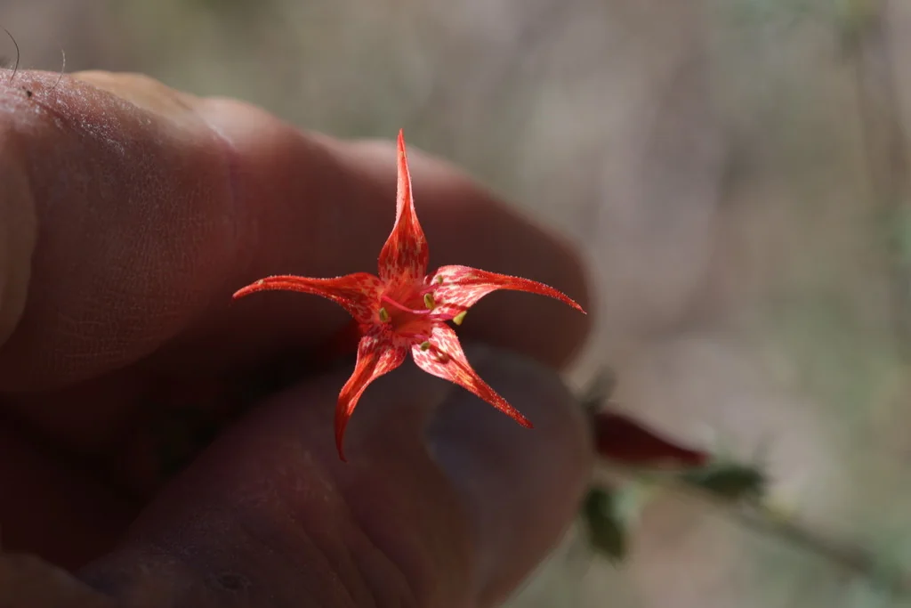 Ipomopsis Aggregata