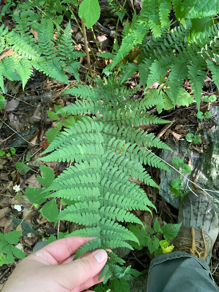 Dryopteris Marginalis