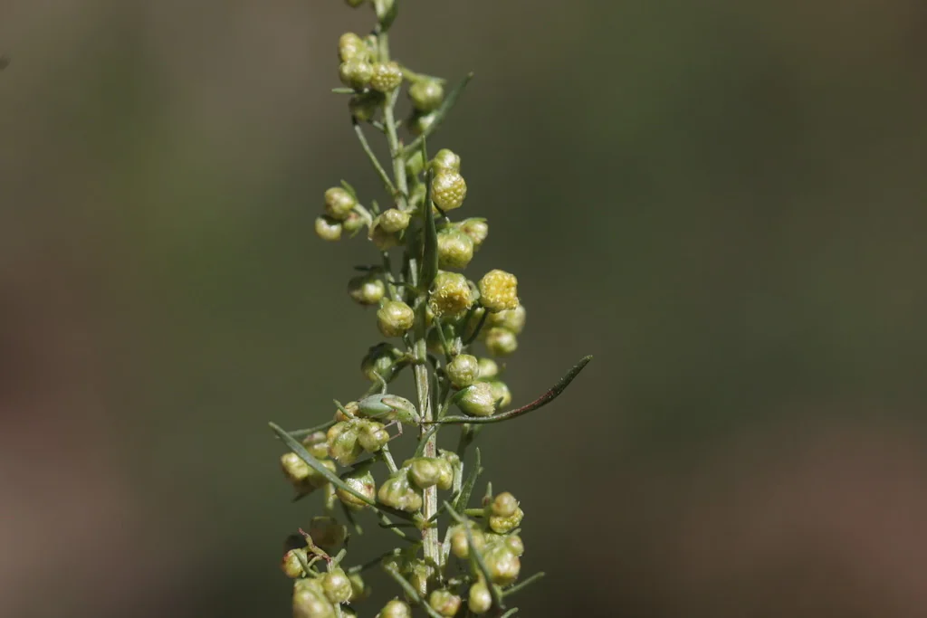 Artemisia Dracunculus