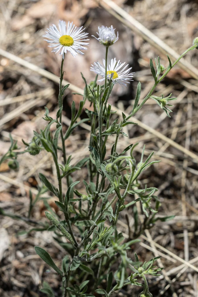 Erigeron Divergens