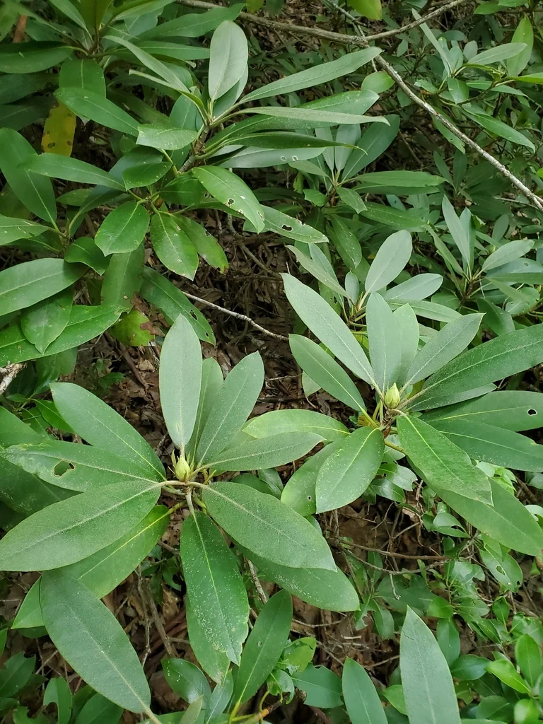 Rhododendron Maximum