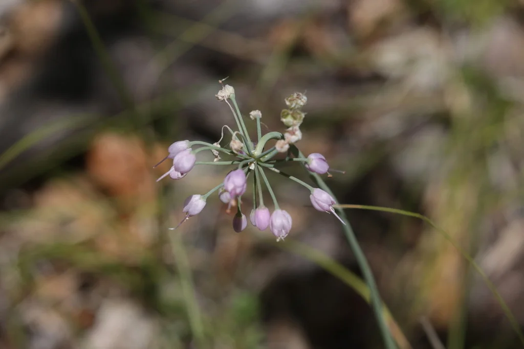 Allium Cernuum