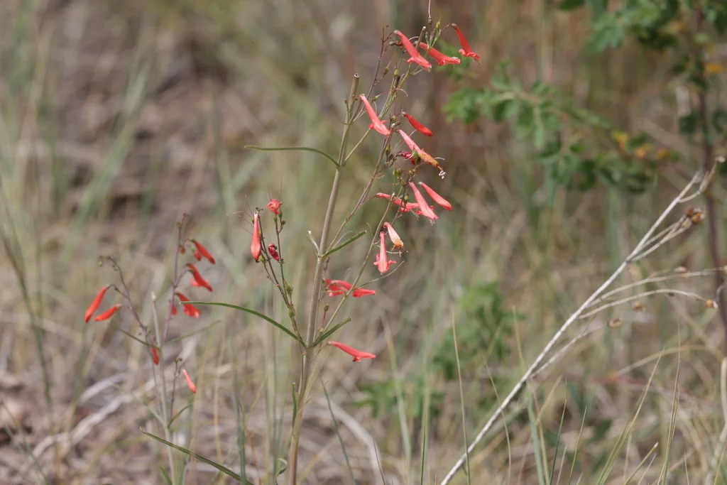 Penstemon barbatus