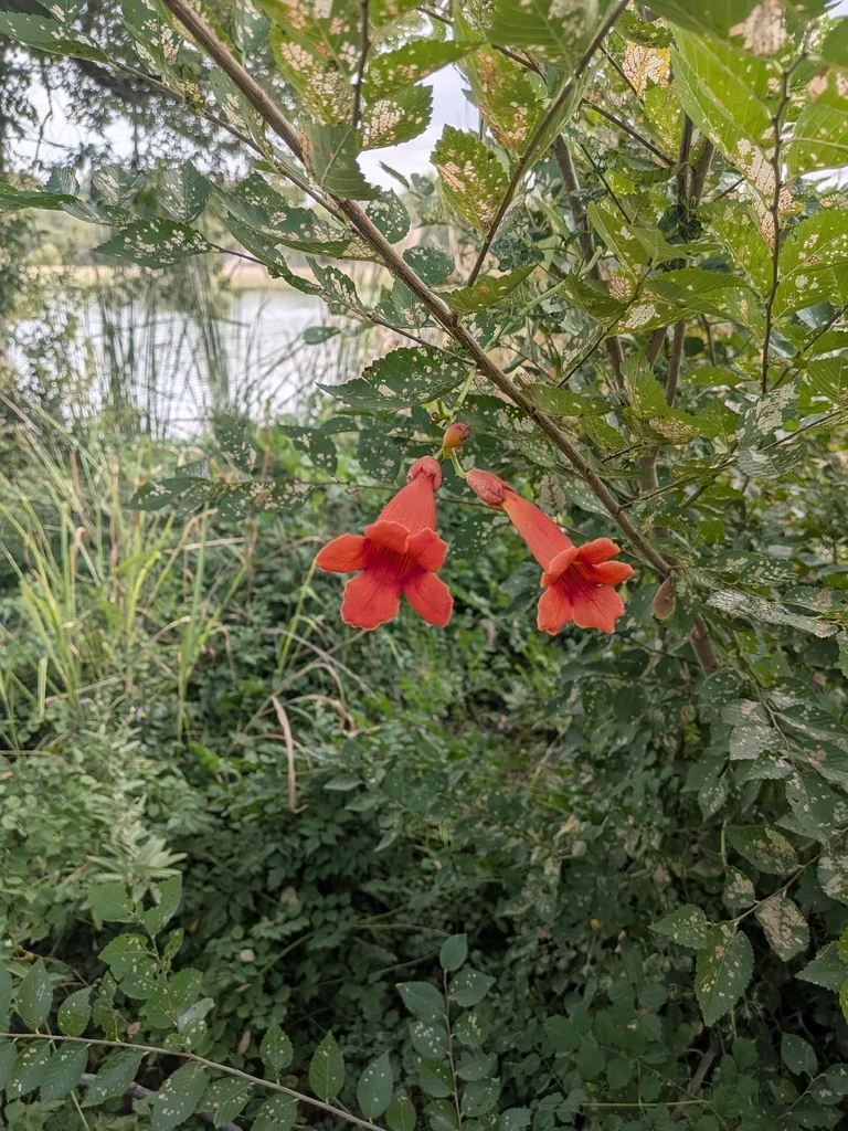 Campsis Radicans