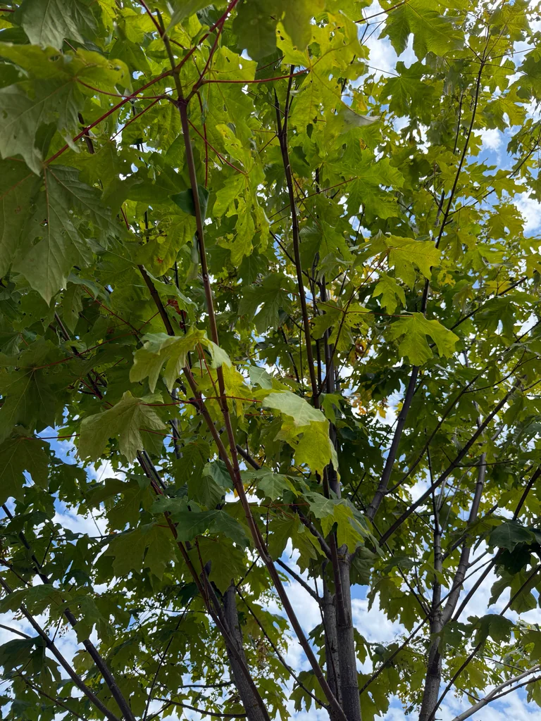 Acer Macrophyllum