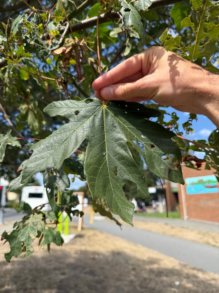 Acer Macrophyllum