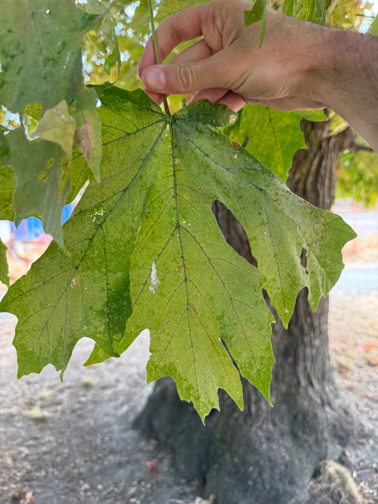 Acer Macrophyllum