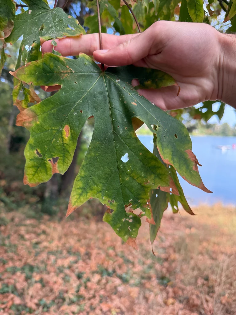 Acer Macrophyllum