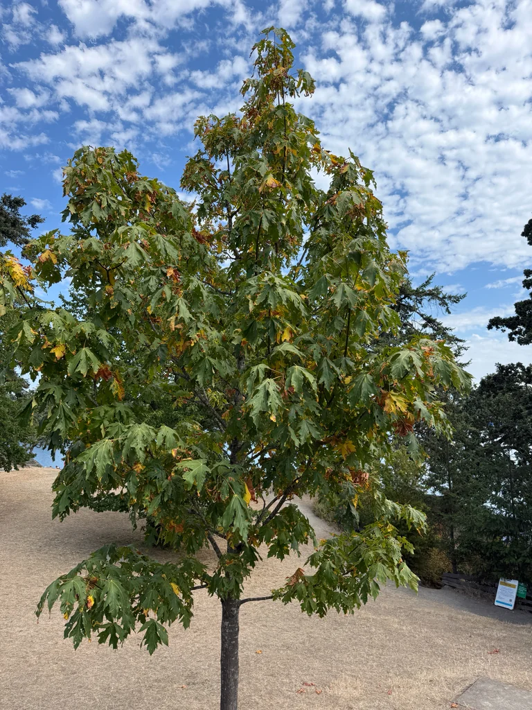 Acer Macrophyllum