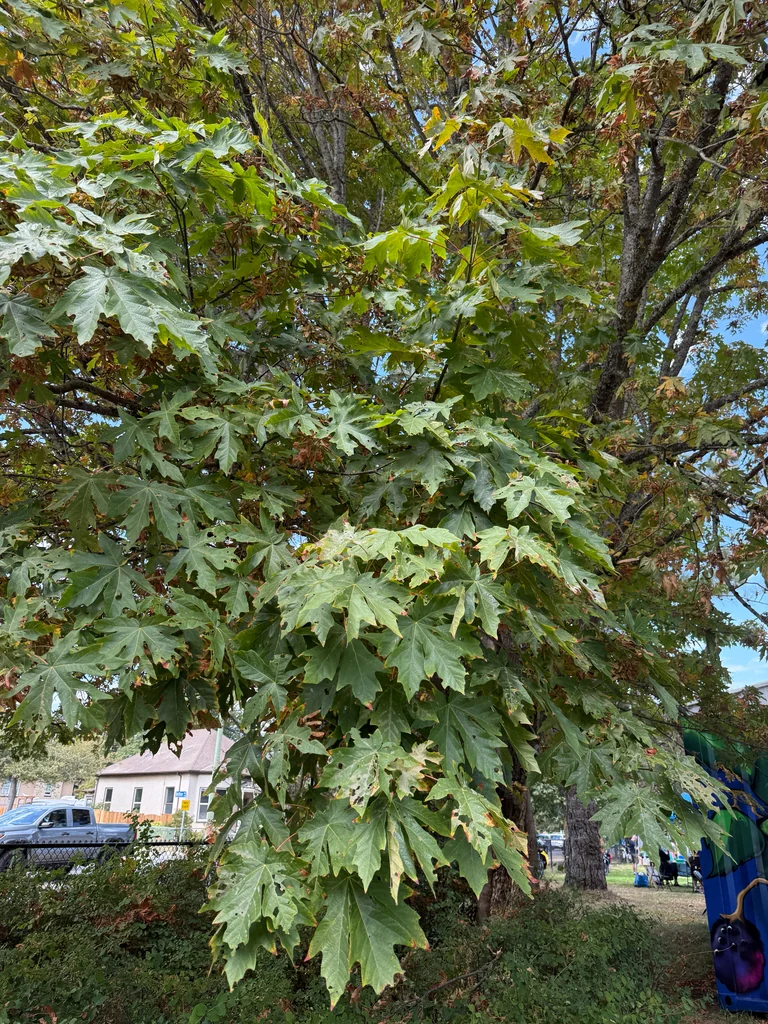 Acer Macrophyllum