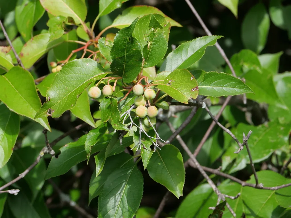 Viburnum Lentago