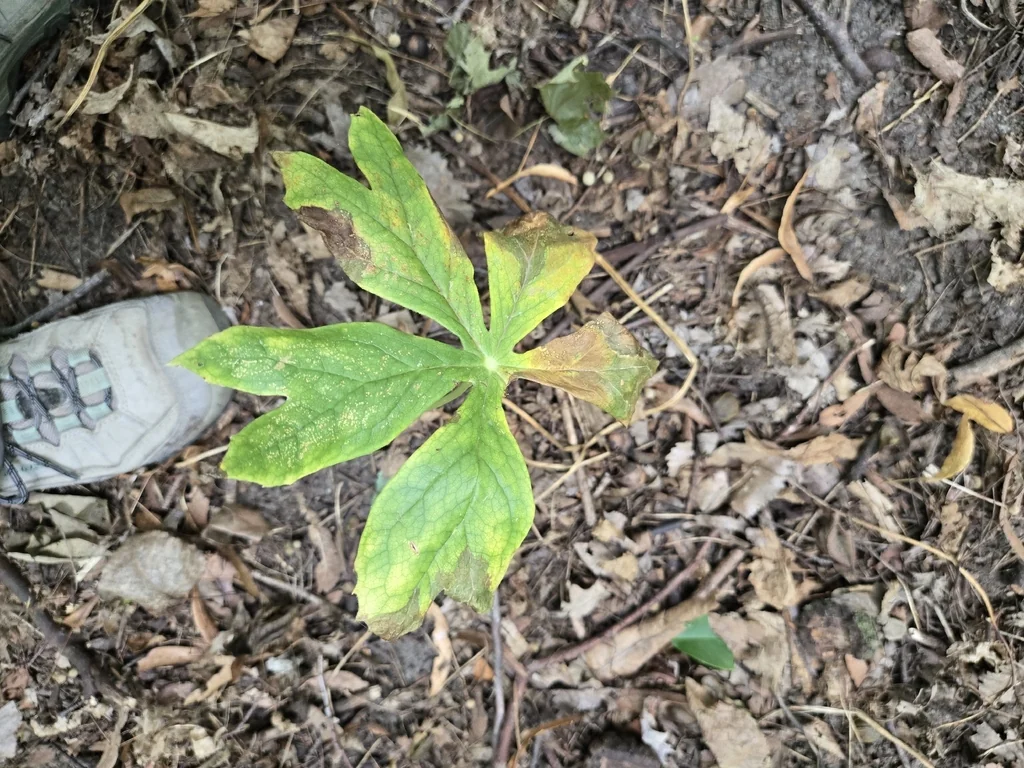 Podophyllum Peltatum