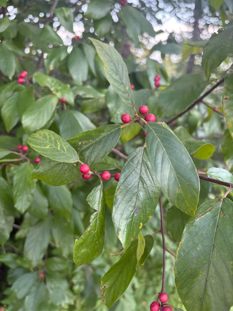 Rhamnus Caroliniana