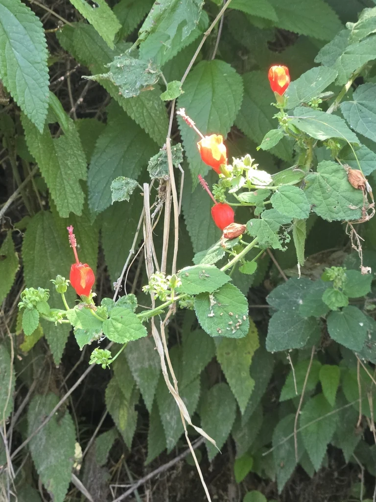 Malvaviscus Arboreus