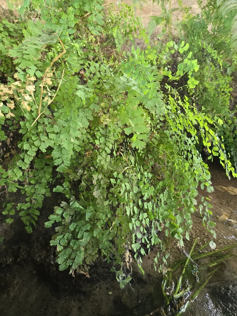 Adiantum Capillus-Veneris