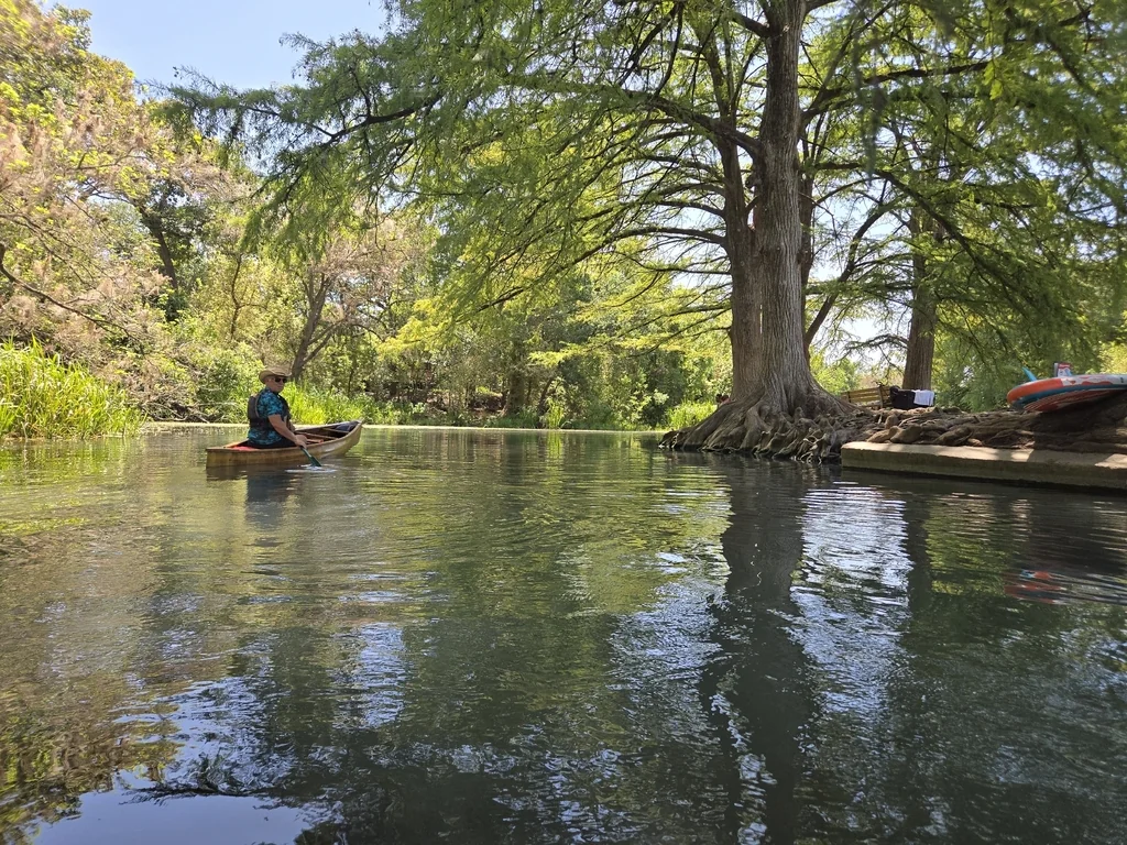 Taxodium Distichum
