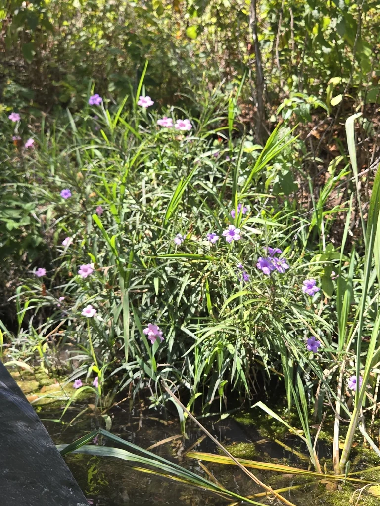 Ruellia Brittoniana