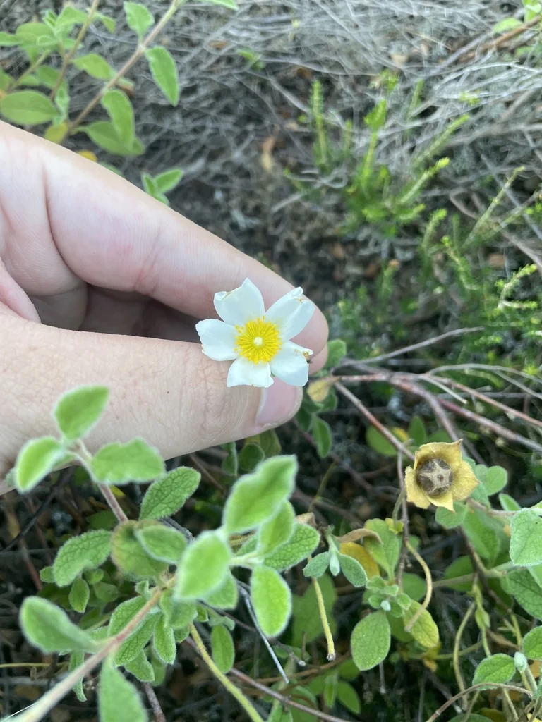 Cistus Salviifolius