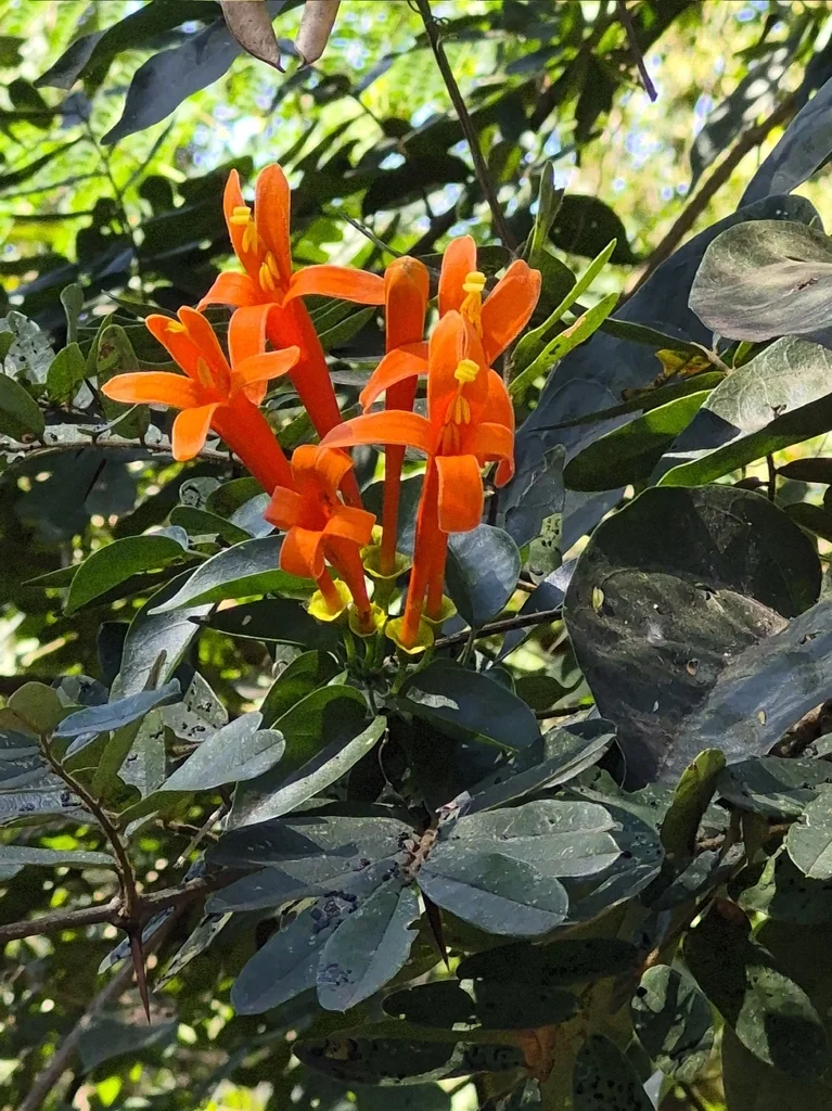 Pyrostegia Venusta