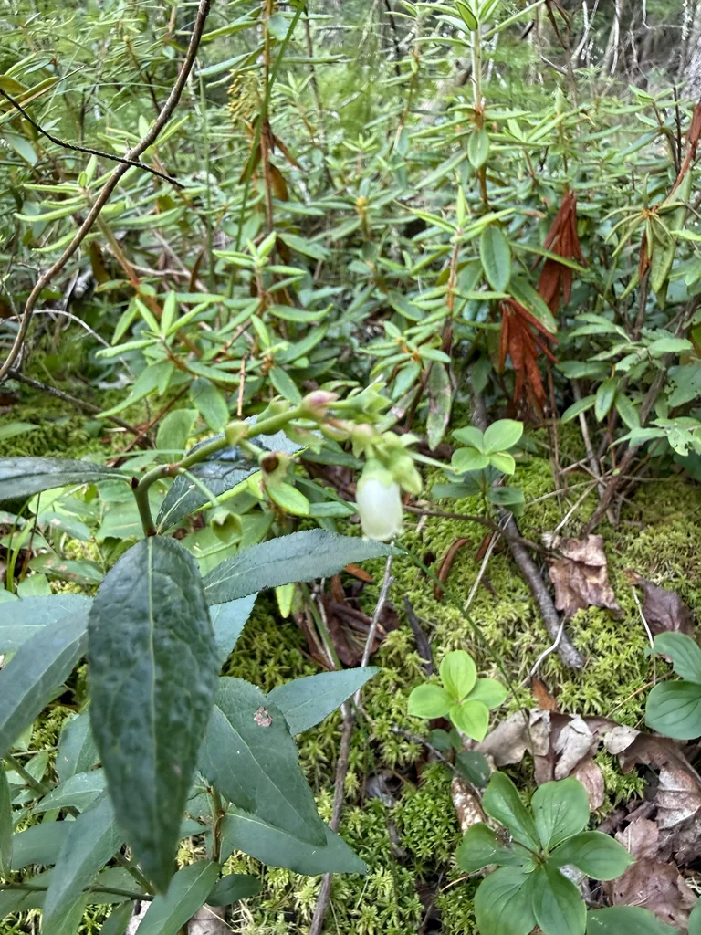 Vaccinium Angustifolium