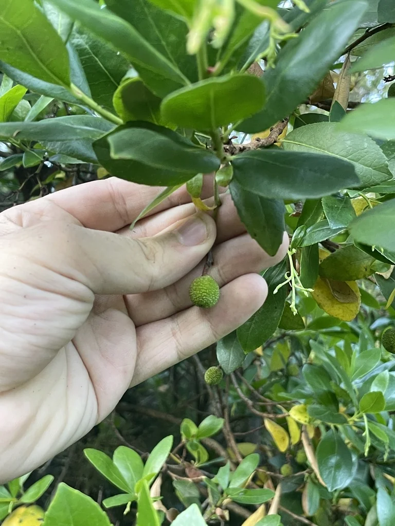 Arbutus Unedo