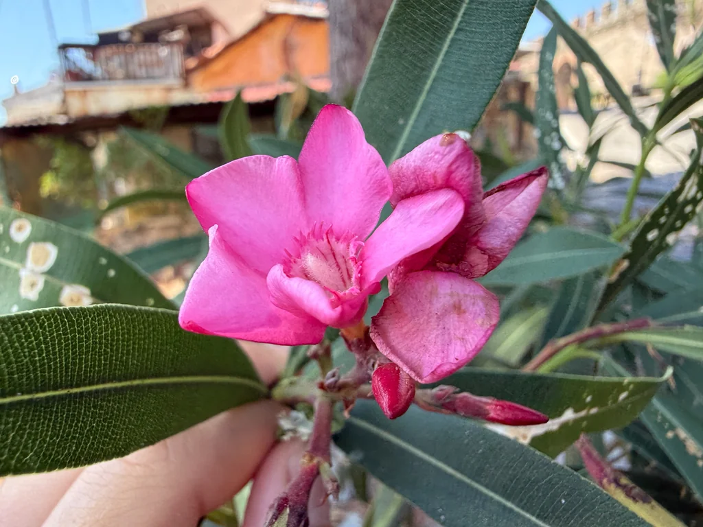 Nerium Oleander