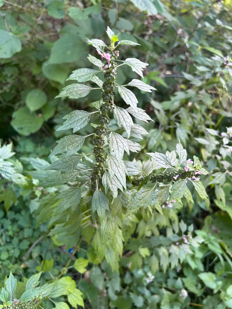 Leonurus Cardiaca
