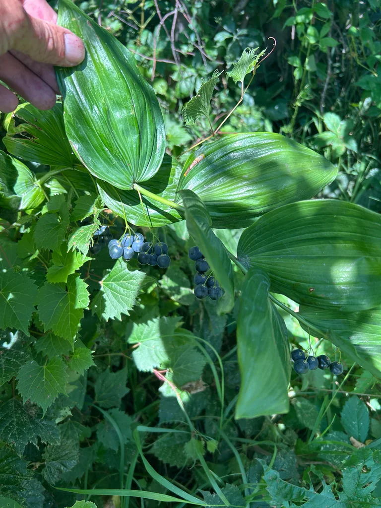 Polygonatum Biflorum
